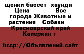 щенки бассет- хаунда › Цена ­ 20 000 - Все города Животные и растения » Собаки   . Красноярский край,Кайеркан г.